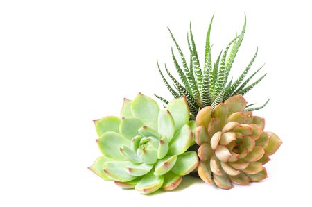 Arrangement of red green Echeverial and Zebra plant succulent flowering houseplants white backgroundの写真素材