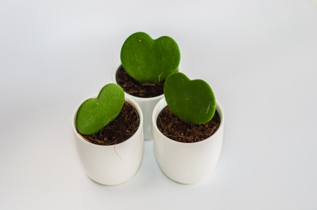 cactus of thailand on white backgroundの写真素材