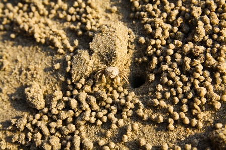 Small crab on the beachの写真素材