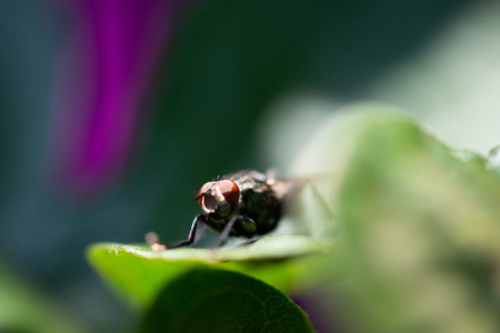 macrophotograpphy of a marbled-grey flesh fly sitting on a leafの写真素材