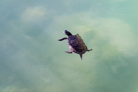 red eared slider turtle swimming on the surface of a pondの写真素材