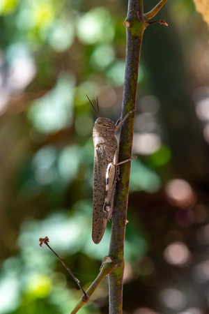 grasshopper sitting on a vertical  branch with a background out of focusの写真素材