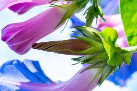 blue morning glory blooming with deep blue blossoms