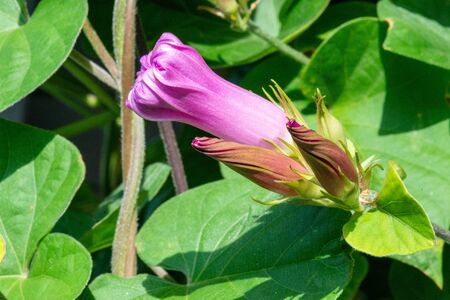 blue morning glory blooming with deep blue blossomsの写真素材