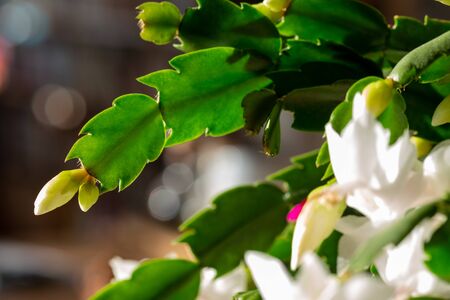 blooming christmas cactus with white blossoms and pink pistilsの写真素材