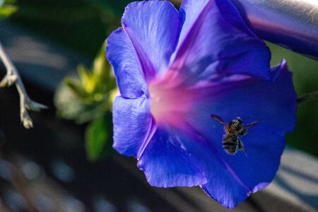 flying bee, covered with pollen from a blue morning gloryの写真素材
