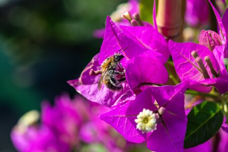 diligent bee covered with pollen on a leaf of a Bougainvillaeの写真素材