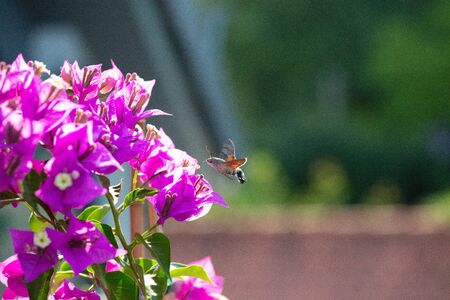 hummingbird hawk moth collecting nectar at a bougainvillea plantの写真素材