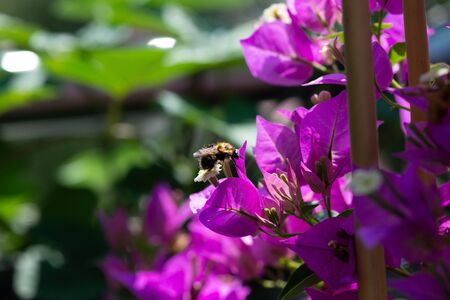 diligent bee covered with pollen on a leaf of a Bougainvillaeの写真素材