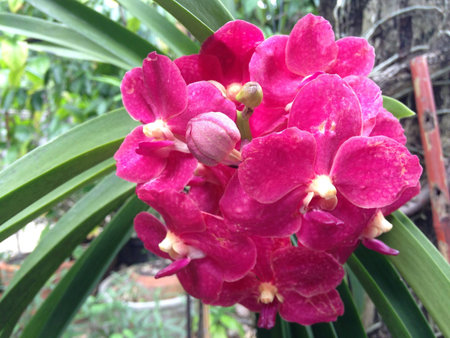 Orchid in the gardebの素材