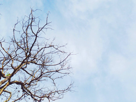 Branch treeの素材