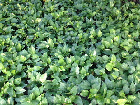 Green plant in the gardenの素材
