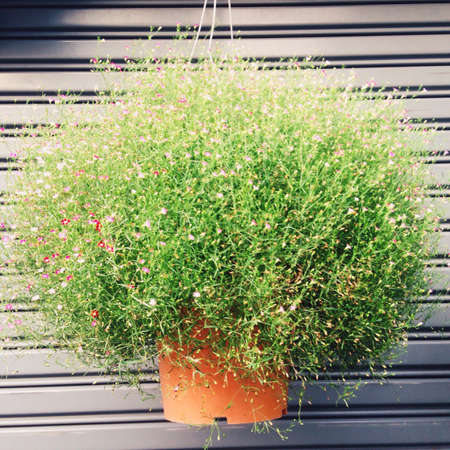 Beautiful hanging plant with pink flowerの素材