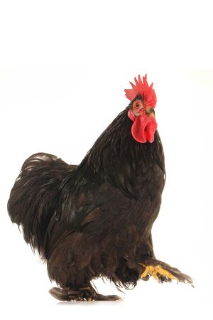  black cock on a white backgroundの写真素材