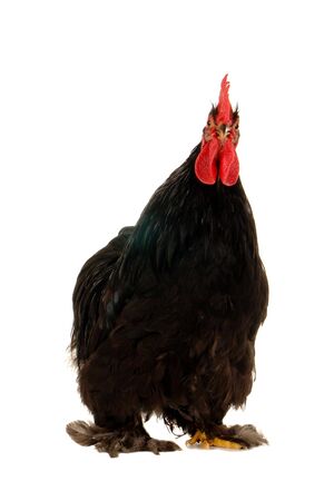 cock on a white background                               の写真素材