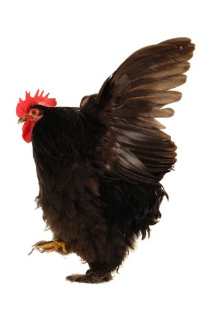 cock on a white background                               の写真素材