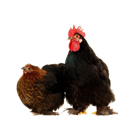 cock and  hen on a white background                               の写真素材