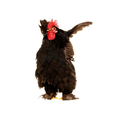cock and  hen on a white background                               の写真素材