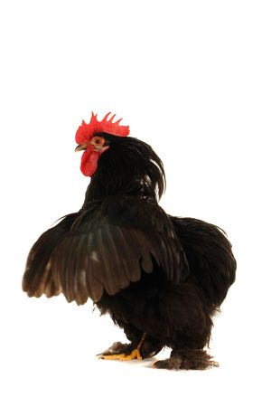  black cock on a white backgroundの写真素材