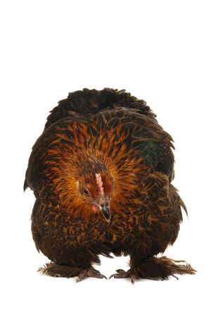  black hen on a white backgroundの写真素材