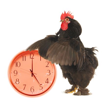  black cock on a white backgroundの写真素材