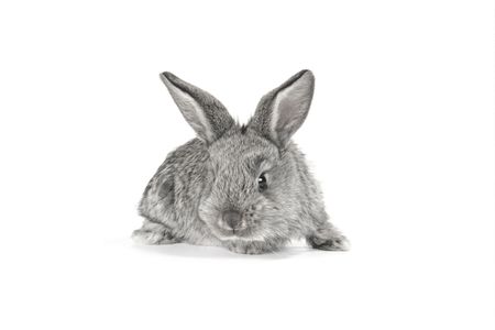 grey rabbit în a white backgroundの写真素材