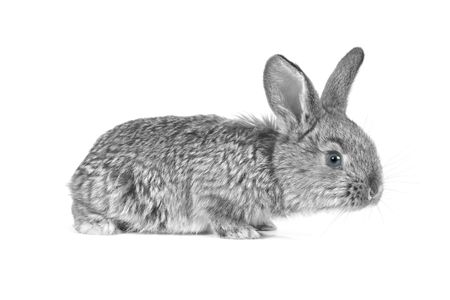 grey rabbit în a white backgroundの写真素材