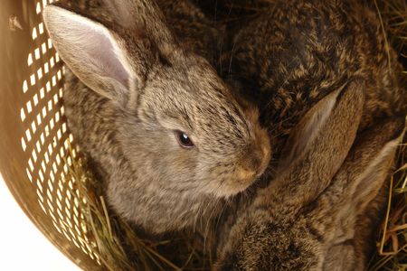 brown rabbit în a white backgroundの写真素材