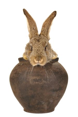 brown rabbit în a white backgroundの写真素材