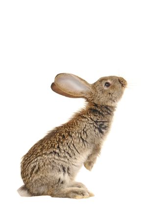 grey rabbit în a white backgroundの写真素材