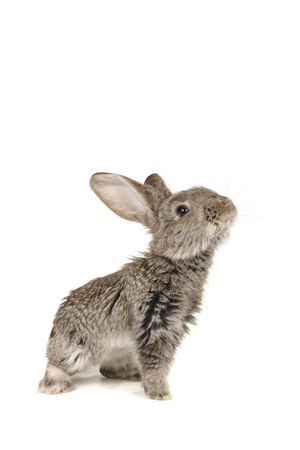 grey rabbit în a white backgroundの写真素材