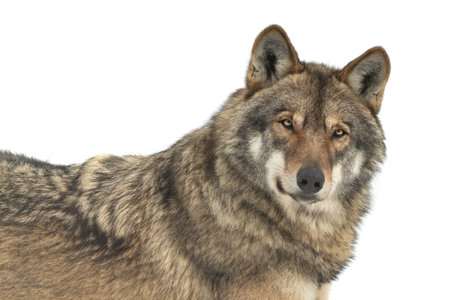 portrait wolf isolated on white background