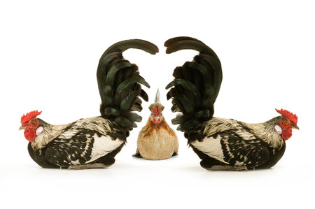 sitting roosters and hen isolated on white backgroundの写真素材