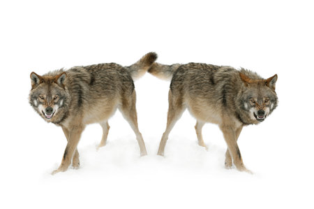 two gray wolf with a grin is isolated on a white background.