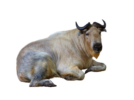 mishmi takin lies isolated on white backgroundの写真素材