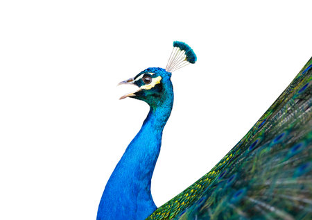screaming peacock isolated on white backgroundの写真素材