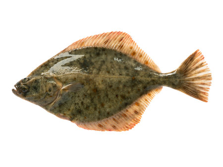 Baltic sea flounder isolated on white background