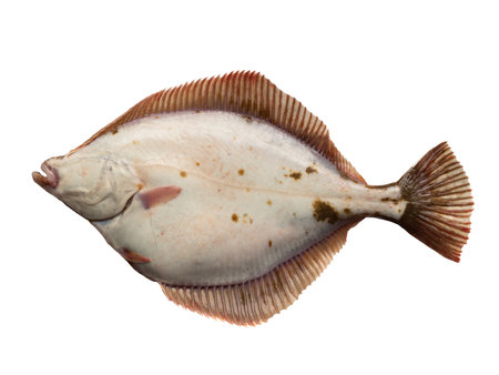 back side of the fish. Baltic sea flounder isolated on white backgroundの写真素材
