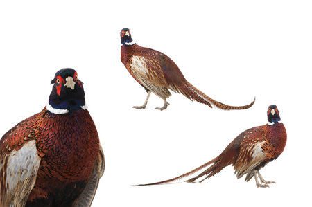 Pheasant isolated on white backgroundの写真素材