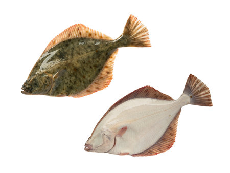 Baltic sea flounder isolated on white backgroundの写真素材