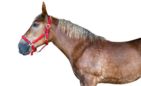 thoroughbred horse isolated on a white backgroundの写真素材