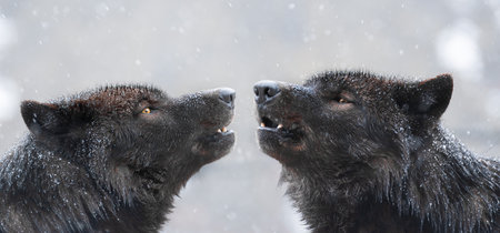 two Canadian wolves howl in bad weather in winterの写真素材