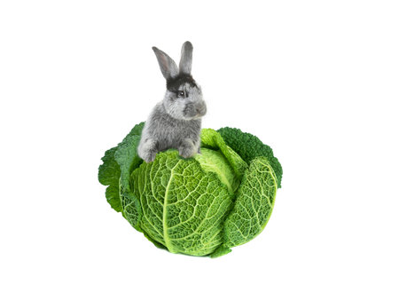 gray rabbit with cabbage on a white background