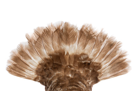brown turkey tail isolated on white backgroundの写真素材