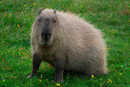 capybara backdrop of green grassの写真素材