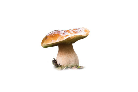 porcini mushroom isolated on white backgroundの写真素材
