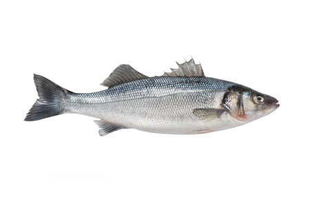 dicentrarchus labrax isolated on white background
