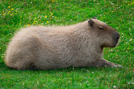 capybara backdrop of green grassの写真素材