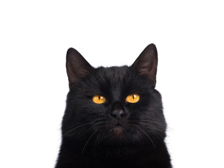 portrait black cat isolated on white backgroundの写真素材
