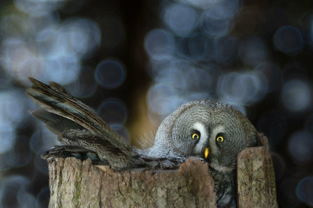 great gray owl (Strix nebulosa) sitting on a nest in the forest